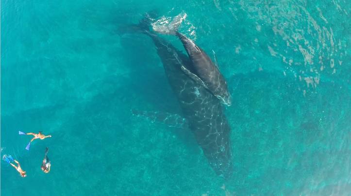 Swimming with humpbacks