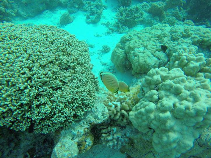 DCIM100GOPROG0036326.